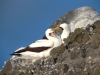 Klik om te vergroten Nazca Boobies