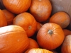 Klik om te vergroten Pompoenen voor Halloween