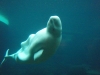 Beluga in Vancouver Aquarium