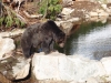 Grizzlybeer op Grouse Mountain