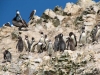 Pinguins en pelikanen (ballestas eilanden)