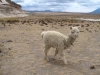 Klik om te vergroten Alpaca