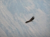 Klik om te vergroten Condor