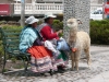 Klik om te vergroten Even de Alpaca uitlaten (Chivay)