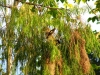 Wevervogels