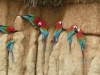 Roodgroene macaws op de kleilik