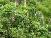 Wegvliegende roodgroene macaws