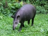 Vanessa de tapir