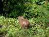 Capibara