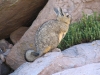 Vizcacha
