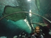 Stingray in Aquaruim