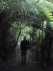 Hike door de varens