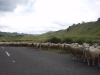 Schapen op de weg!
