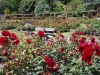 Lady Norwood Rosegarden