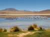 Meer met flamingo s.