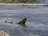 Klik om te vergroten Kaikoura: Zeehonden-kolonie