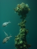 Klik om te vergroten Underwater Observatory - Milford Deep