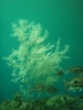 Klik om te vergroten Underwater Observatory - Milford Deep