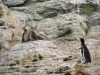 Jonge en oude humboltpinguins.