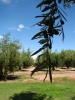 Klik om te vergroten Olijfboomgaard in omgeving Mendoza.