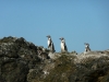 Klik om te vergroten De pinguins van Chiloé.