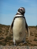 Magellaanse pinguin.