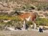 Guanaco met pinguins.