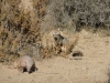 Zorro gris (grijze vos) met armadillo (gordeldier).