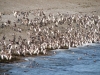 Babypinguins gaan naar zwemles.