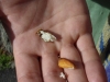 Beach Almonds