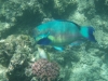 Grote blauwe papagaai-vis