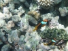 Nemo!