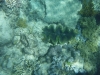 Giant sea clam, reuze mossel