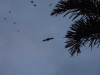 Enorme vleermuizen (flying fox)
