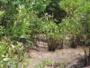 Croc achter de boom