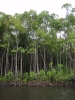 Mangroves