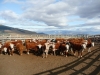 Klik om te vergroten Een van de belangrijkste inkomstenbronnen van Puerto Natales.