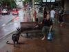 Klik om te vergroten Brisbane: WS met de kangaroo