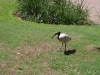 Klik om te vergroten Brisbane: Vogel in Botanic Gardens