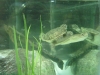 Klik om te vergroten Oblong turtle