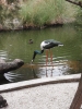 Klik om te vergroten Mooi gedeelte waar allerlei vogels los liepen, af en toe vlogen ze ook op je af
