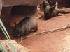 Klik om te vergroten Een wombat