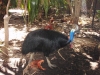 Klik om te vergroten Cassowary, eindelijk zien we er 1