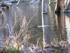 Klik om te vergroten Bever in het water.
