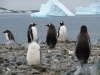 Gentoopinguins (nl: ezelspinguins).