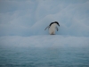 Ad�liepinguin.