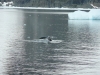 Humpbackwhale (nl: bultrug)