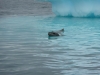 Leopardseal.