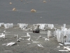 Klik om te vergroten Furseal tussen oude vaten van de walvisvaart.