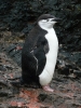 Klik om te vergroten Chinstrappinguin (nl: kinbandpinguin).